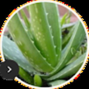 Meet your Posher, Artune